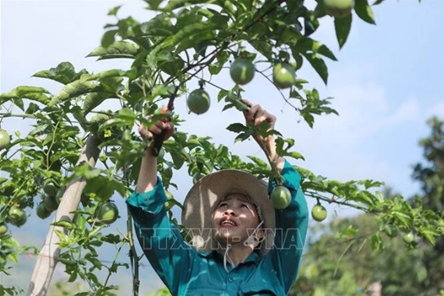 Major opportunities for Vietnamese agricultural product exports to enter Chinese market